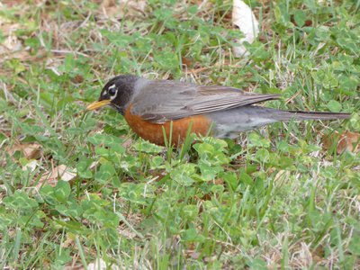 20180414 - Lake Betz - American Robin