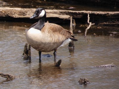 20180414 - Lake Betz - Canada Goose