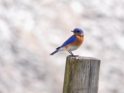 20180414 - Lake Betz - Eastern Bluebird