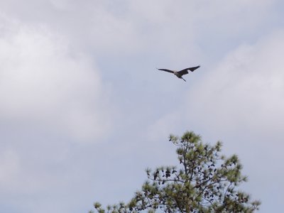 20180414 - Lake Betz - Great Blue Heron