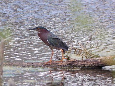 20180414 - Lake Betz - Green Heron 1