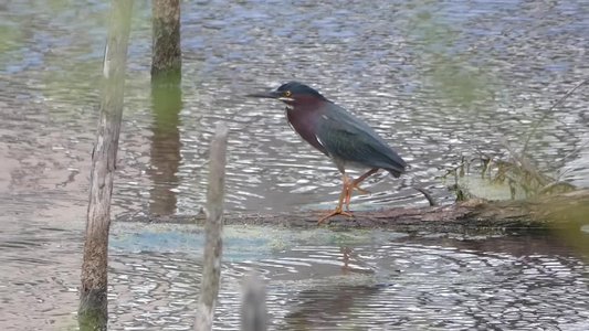 20180414 - Lake Betz - Green Heron 2