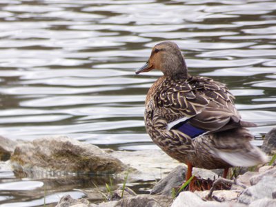 20180414 - Lake Betz - Mallard 1