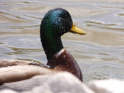 20180414 - Lake Betz - Mallard 2