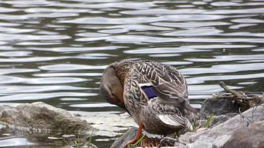 20180414 - Lake Betz - Mallard 3