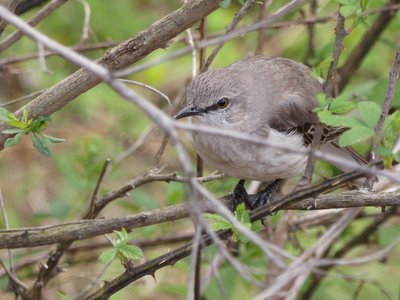 20180414 - Lake Betz - Northern Mockingbird 1