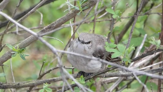 20180414 - Lake Betz - Northern Mockingbird 2