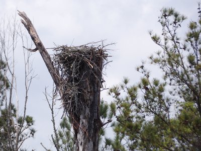 20180414 - Lake Betz - Osprey Nest