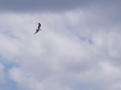 20180414 - Lake Betz - Osprey