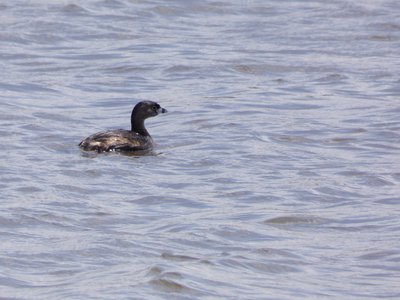 20180414 - Lake Betz - Pied-billed Grebe