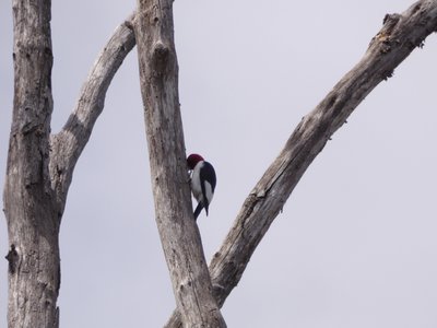 20180414 - Lake Betz - Red-headed Woodpecker 1