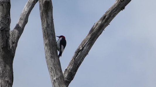 20180414 - Lake Betz - Red-headed Woodpecker 2