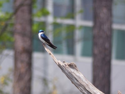 20180414 - Lake Betz - Tree Swallow