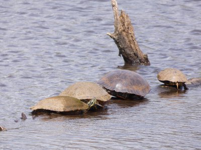 20180414 - Lake Betz - Yellow-bellied Sliders 1