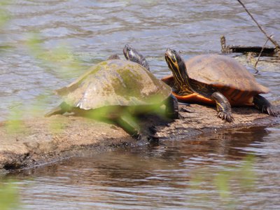 20180414 - Lake Betz - Yellow-bellied Sliders 2