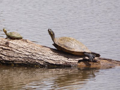 20180414 - Lake Betz - Yellow-bellied Sliders 3