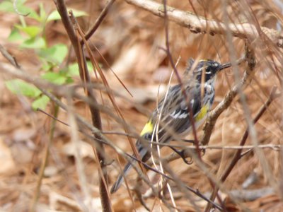 20180414 - Lake Betz - Yellow-rumped Warbler