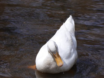 20180414 - Shelley Lake - American Pekin Duck 1