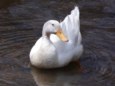 20180414 - Shelley Lake - American Pekin Duck 2