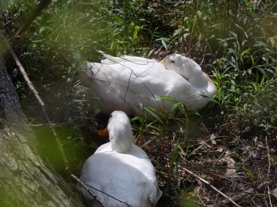 20180414 - Shelley Lake - American Pekin Duck 3