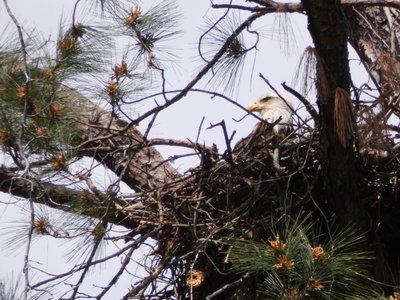 20180414 - Shelley Lake - Bald Eagle 1