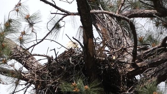 20180414 - Shelley Lake - Bald Eagle 2