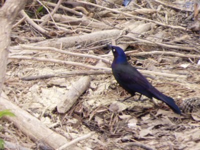 20180414 - Shelley Lake - Common Grackle