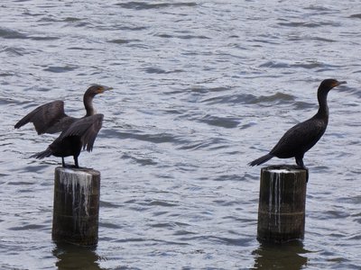 20180414 - Shelley Lake - Double-crested Cormorant 1