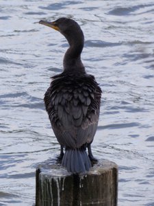 20180414 - Shelley Lake - Double-crested Cormorant 2