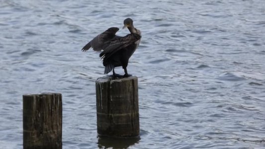 20180414 - Shelley Lake - Double-crested Cormorant 3