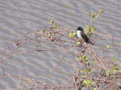 20180414 - Shelley Lake - Eastern Kingbird 1