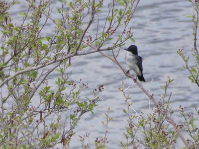 20180414 - Shelley Lake - Eastern Kingbird 2