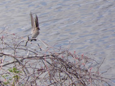 20180414 - Shelley Lake - Eastern Phoebe 1