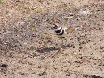 20180414 - Shelley Lake - Killdeer