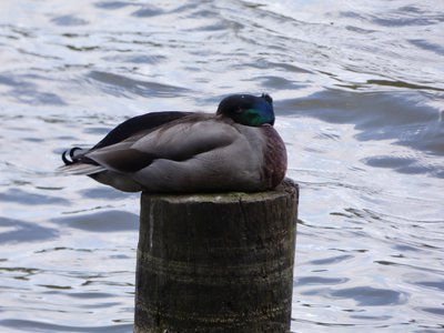 20180414 - Shelley Lake - Mallard 1