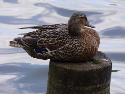 20180414 - Shelley Lake - Mallard 2