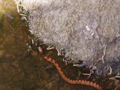 20180414 - Shelley Lake - Midland Water Snake & Northern Water Snake 1