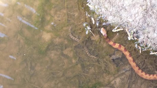 20180414 - Shelley Lake - Midland Water Snake & Northern Water Snake 2