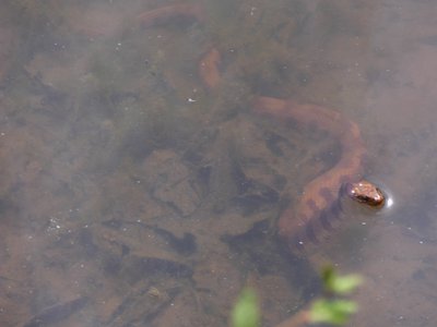 20180414 - Shelley Lake - Midland Water Snake