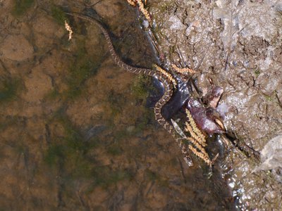 20180414 - Shelley Lake - Northern Water Snake