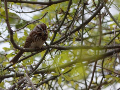 20180414 - Shelley Lake - Song Sparrow