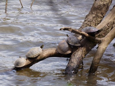 20180414 - Shelley Lake - Yellow-bellied Slider 1