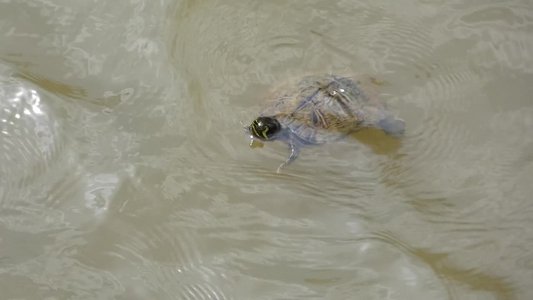 20180414 - Shelley Lake - Yellow-bellied Slider 2