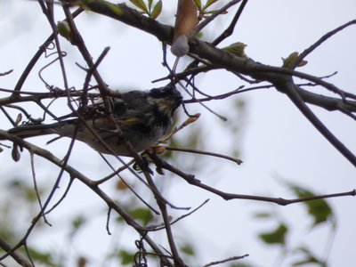 20180414 - Shelley Lake - Yellow-rumped Warbler 1