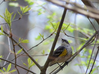 20180414 - Shelley Lake - Yellow-rumped Warbler 2