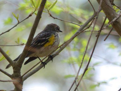 20180414 - Shelley Lake - Yellow-rumped Warbler 3