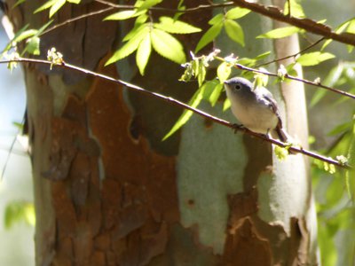 20180421 - Jordan Lake - Blue-gray Gnatcatcher 1