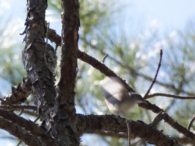 20180421 - Jordan Lake - Blue-gray Gnatcatcher 2