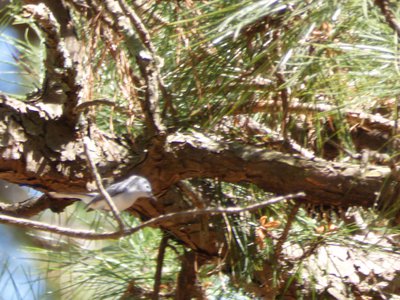 20180421 - Jordan Lake - Blue-gray Gnatcatcher 3