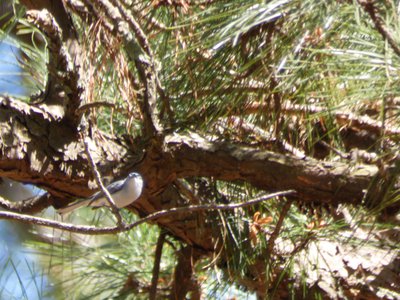 20180421 - Jordan Lake - Blue-gray Gnatcatcher 4